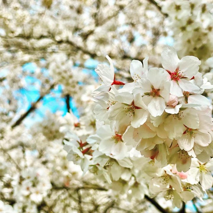 おはようございます。写真は丁度三年前の4月3日。なんと、2