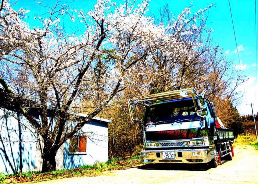 おはようございます。庭の桜もあと一歩で満開!って感じかな1