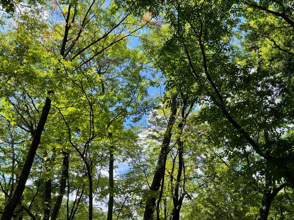 おはようございます。やること確認しながら裏山を歩いてみま2