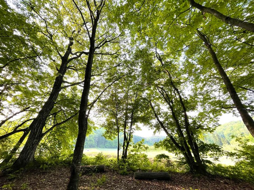 おはようございます。やること確認しながら裏山を歩いてみま3